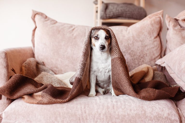 Keeping pets safe