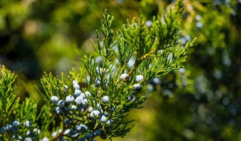 Make your home smell beautiful